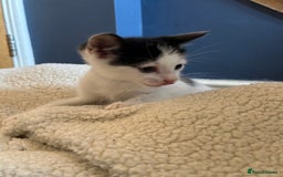 British Shorthair cats for sale: 7 gorgeous kittens for sale ** - Image 11