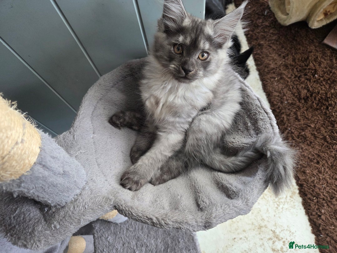 Maine Coon cats for sale: Maine coon  - Image 5