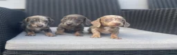 Miniature Dachshund dogs for sale: 💖💙beautiful Dachunds💖💙 - Advert 4