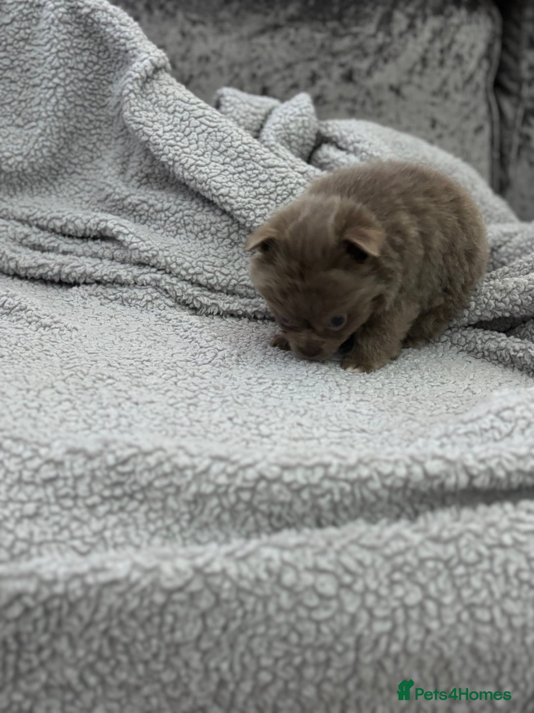 Chihuahua dogs for sale: KCREG Long/Shorthair chihuahua Champ/russian Lines - Advert 5