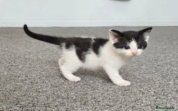 Mixed Breed cats for sale:  kittens avaliable now - Image 2