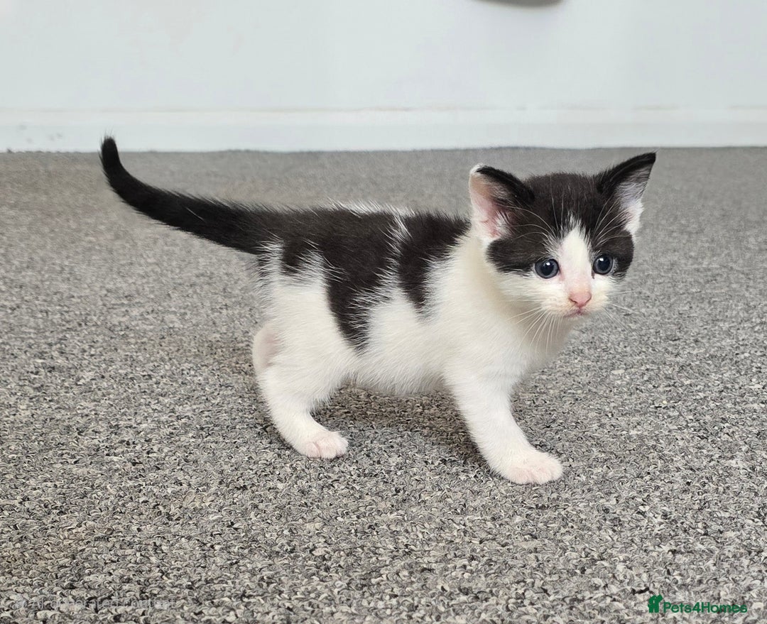 Mixed Breed cats for sale:  kittens avaliable now - Image 2