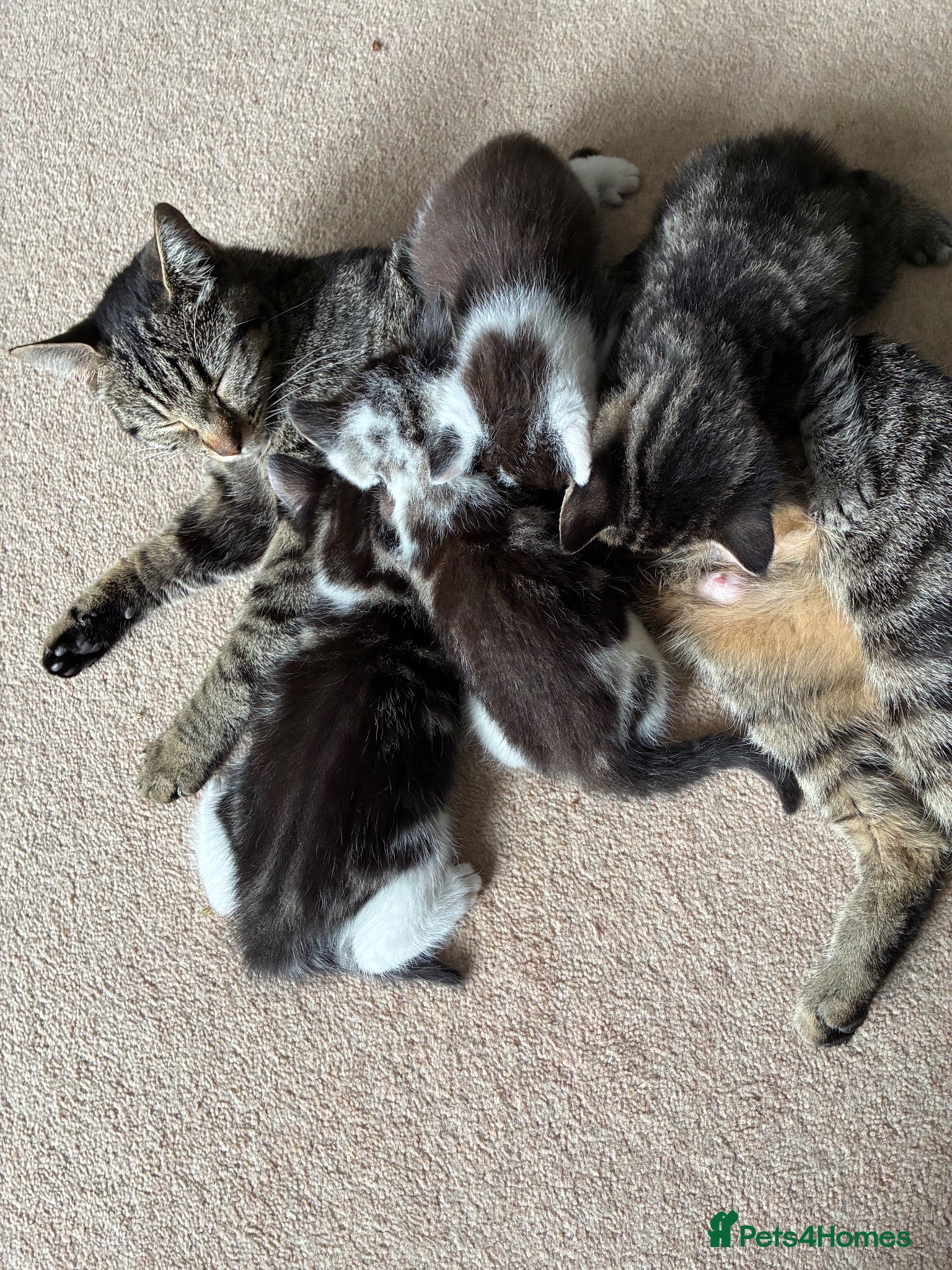 Domestic Shorthair cats Multiple litters  - Advert 21