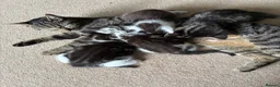 Domestic Shorthair cats for sale: Multiple litters  - Advert 1