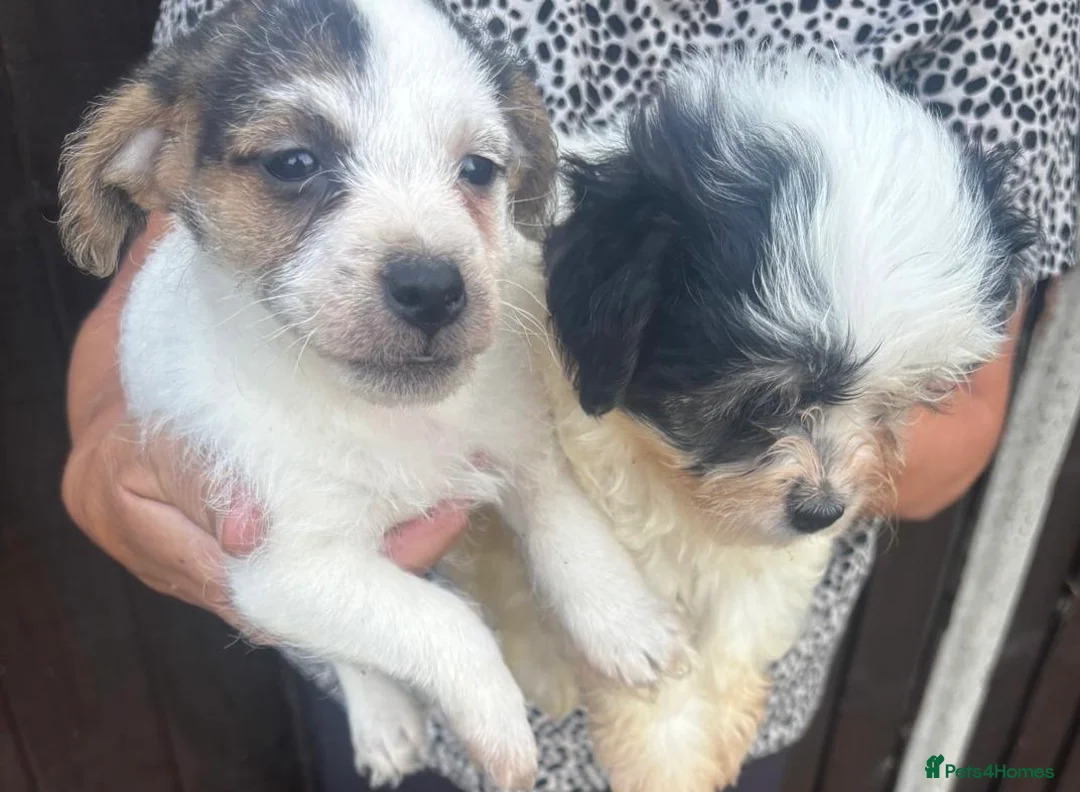 Mixed Breed dogs for sale: 4 beautiful bichion X Jack russle pups for sale in Newbury - Advert 4