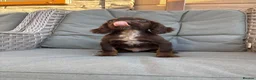 Cocker Spaniel dogs for sale: 3 cocker spaniels (council licensed breeders) - Advert 19