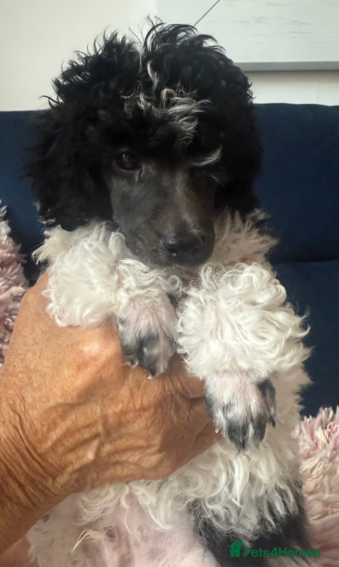 Toy Poodle dogs for sale: Rare parti poodle puppies - Image 5