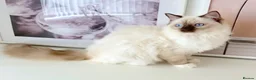 Ragdoll cats for sale: GCCF ACTIVE (FOR BREEDING) SEAL POINT MITTED GIRL - Advert 29