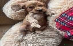 Cocker Spaniel dogs for sale: Cocker spaniel puppies  - Image 24