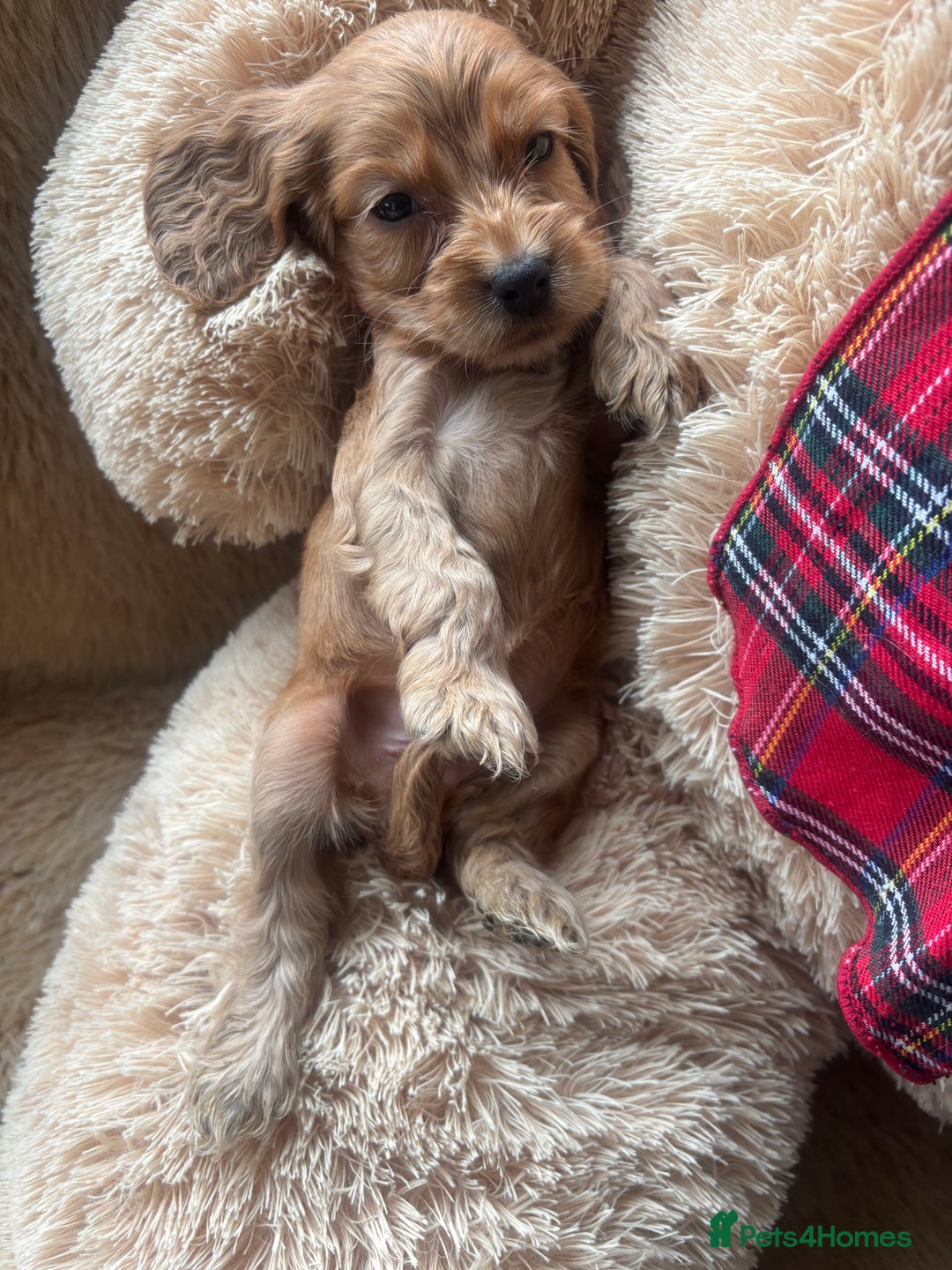 Cocker Spaniel dogs for sale: Cocker spaniel puppies  - Image 24