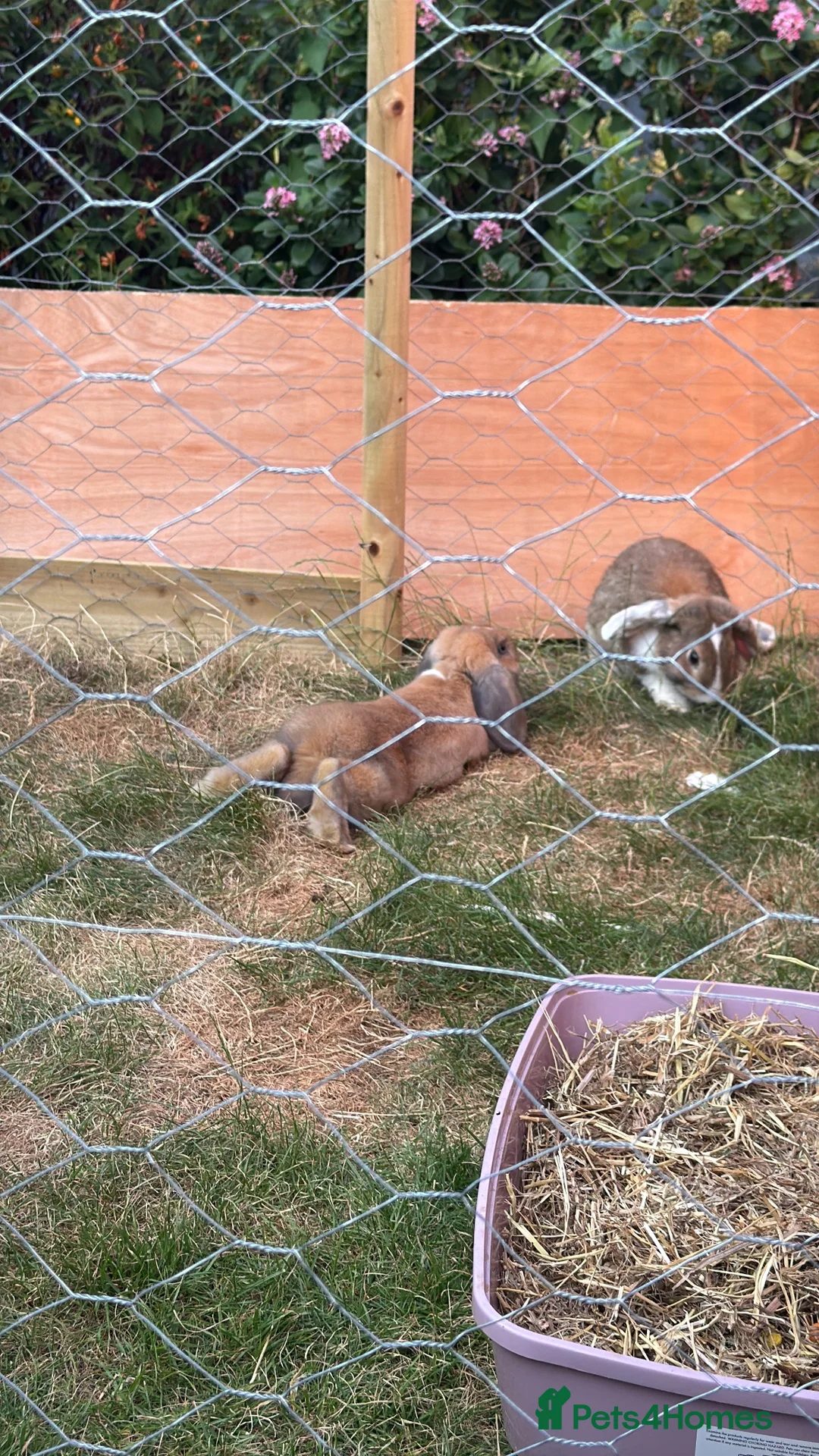 Mixed Breed rabbits for sale: 3 rabbits for sale  - Advert 2
