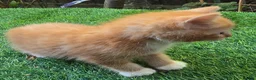 Mixed Breed cats for sale: Beautiful Mixed Breed Kittens - RESERVE  - Advert 4