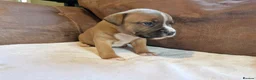 Staffordshire Bull Terrier dogs for sale: Staffordshire bull terrier puppies - Advert 4