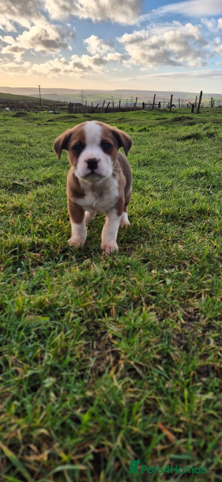 Mixed Breed dogs Mixed breed pups ready to leave - Advert 13