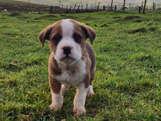 Mixed Breed dogs Mixed breed pups ready to leave - Advert 19