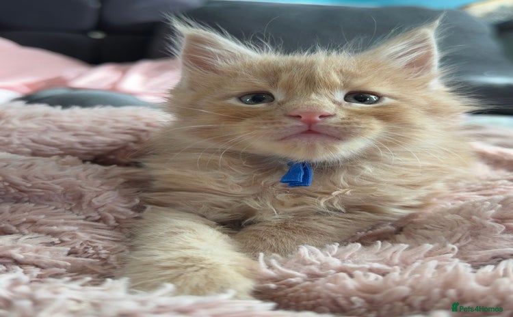 Maine Coon cats - Advert 3