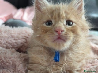 Maine Coon cats - Advert 6