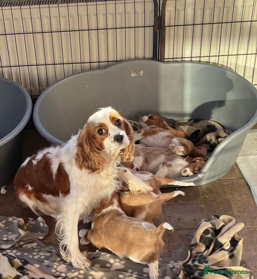 Cavalier King Charles Spaniel dogs for sale: Stunning cavalier King Charles boys - Advert 5