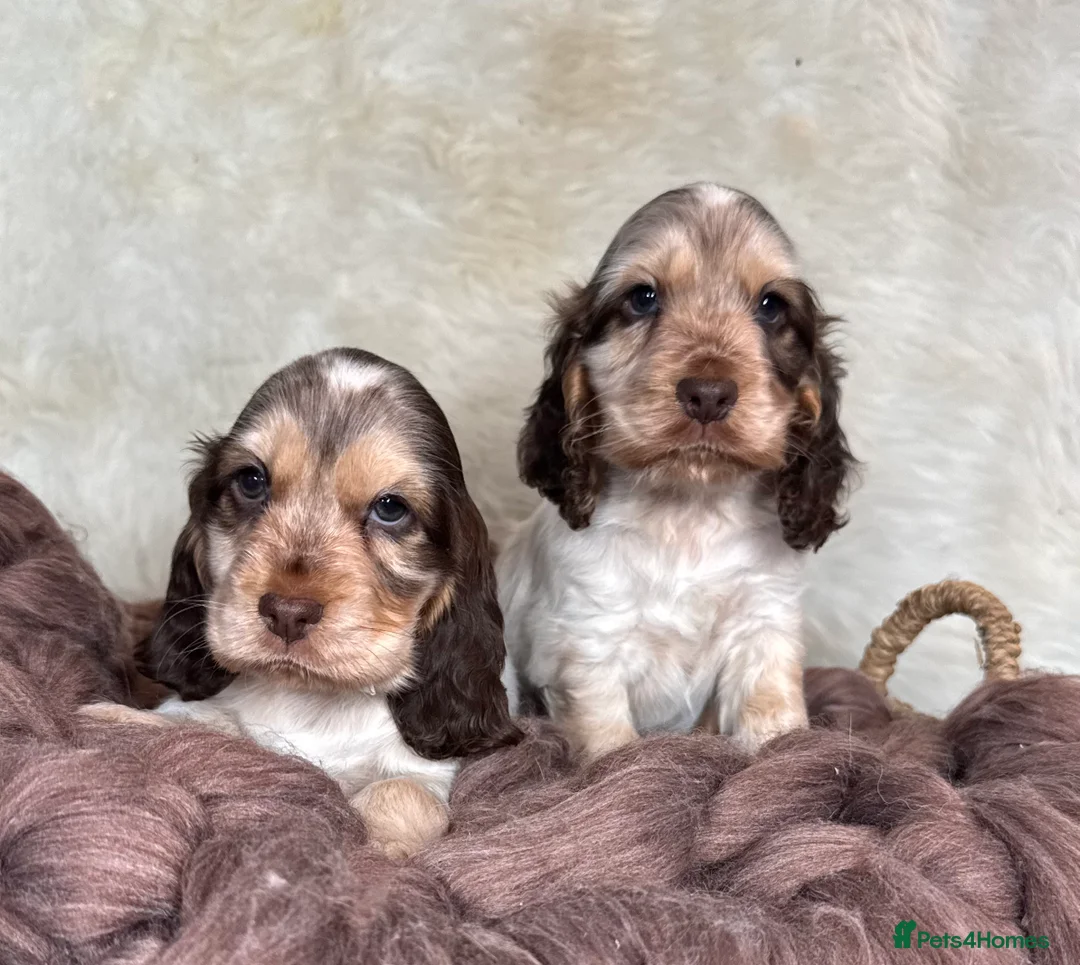 Cocker Spaniel dogs for sale: KC regional DNA tested show type Cocker Spaniels  - Advert 1