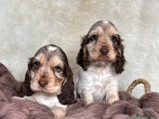 Cocker Spaniel dogs KC regional DNA tested show type Cocker Spaniels - Advert 11