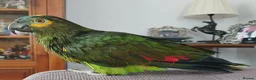Parrots birds for sale: Blue Fronted Amazon  - Advert 11