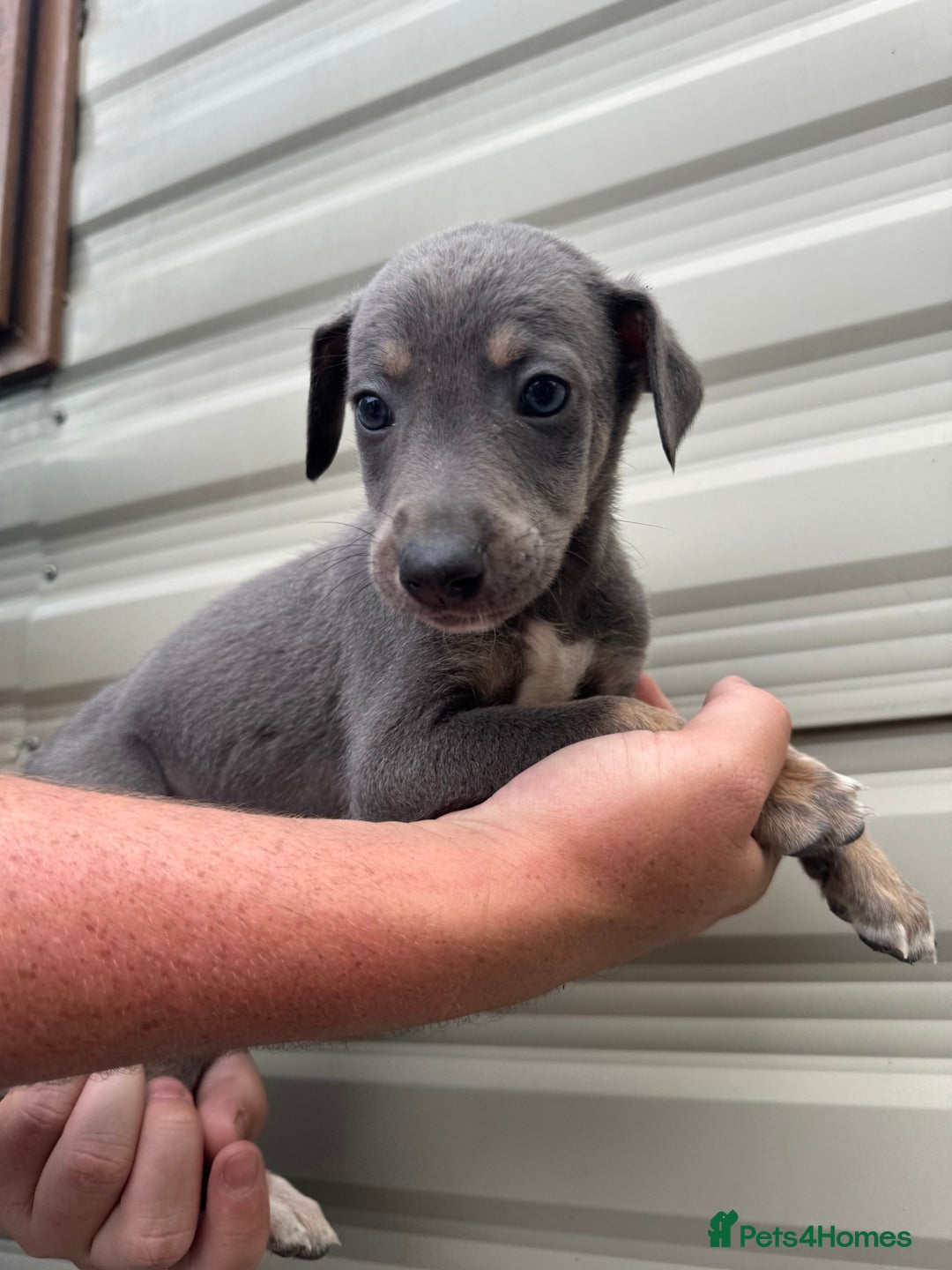 Mixed Breed dogs for sale: Beautiful puppies for sale!!!  - Image 7