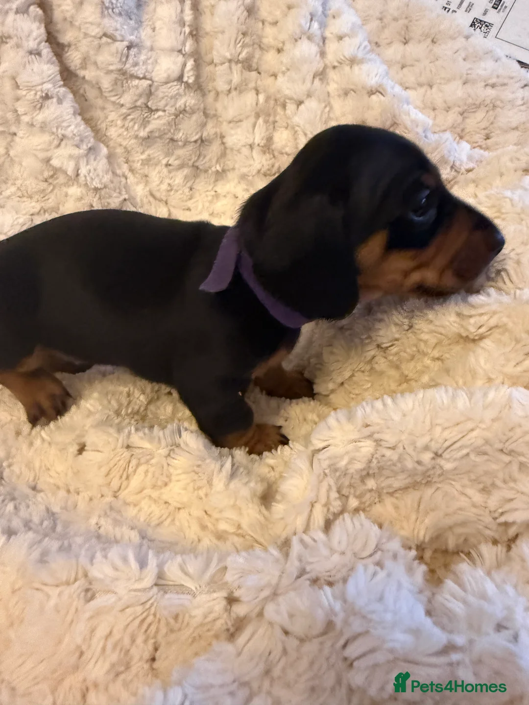 Miniature Dachshund dogs for sale: Black and Tan Miniature Dachshund Puppies  - Advert 34