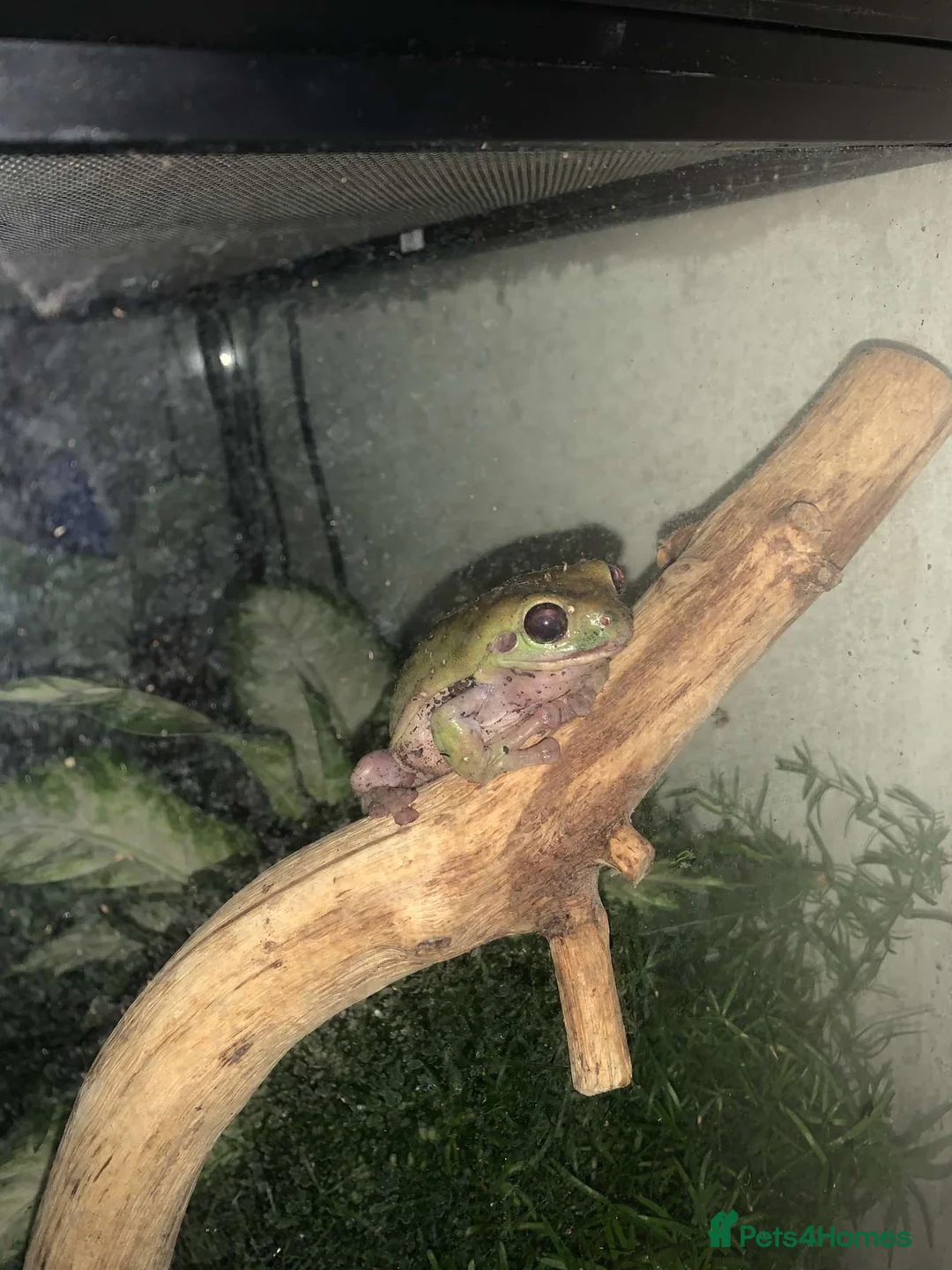 Frog reptiles for sale: Whites Tree Frog With Full Bioactive Vivarium in Clacton-on-Sea - Advert 13