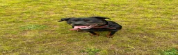 Mixed Breed dogs for sale: Labrotties - Advert 1