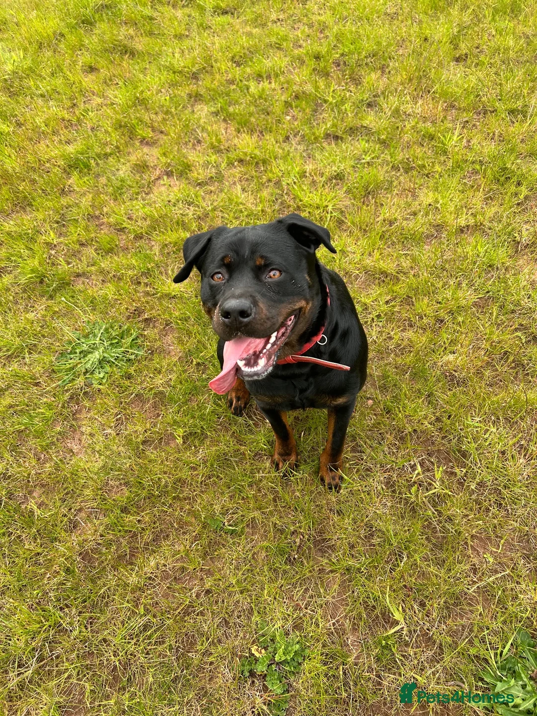 Mixed Breed dogs for sale: Labrotties - Advert 1