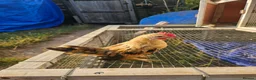 Chickens poultry for sale: 2 Serama chickens - Advert 4