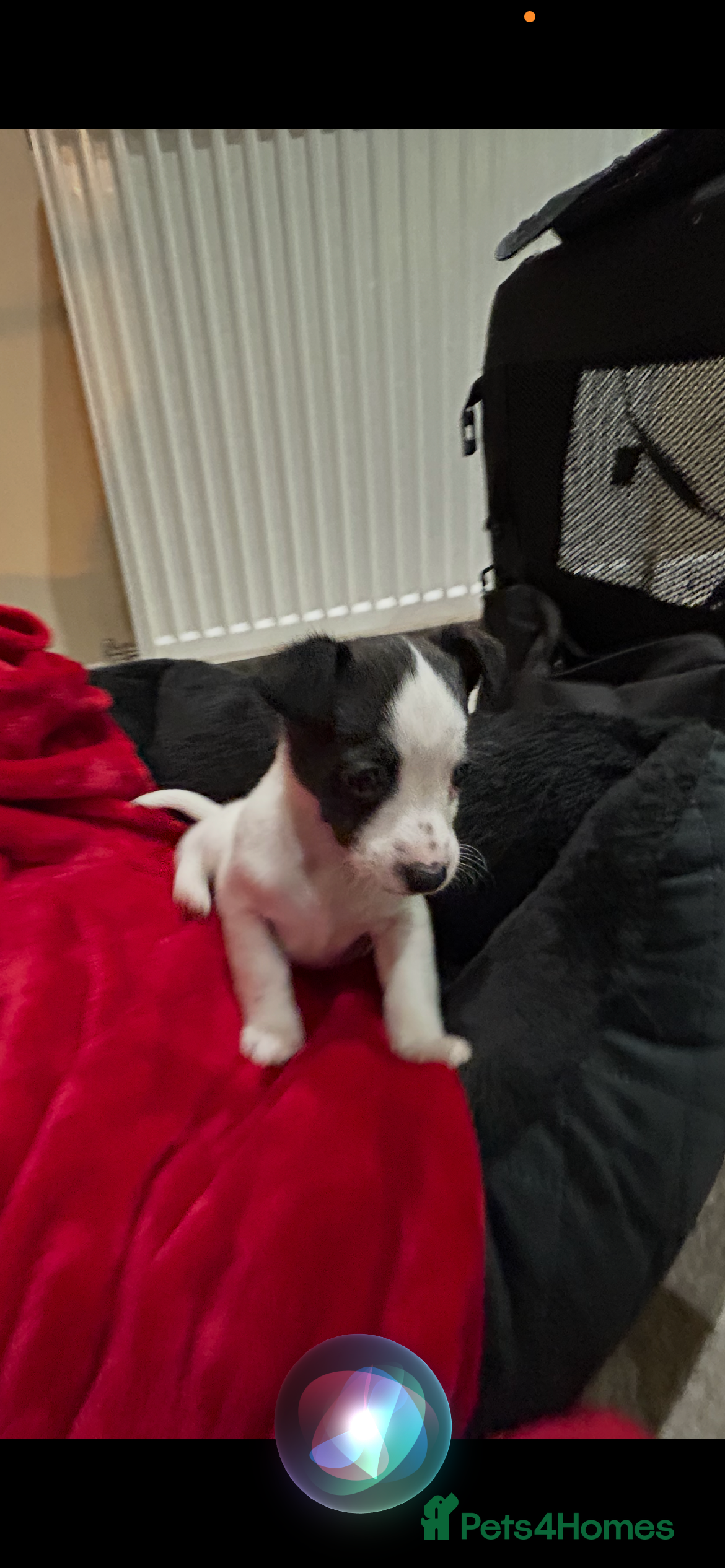 Jack Russell dogs Jack Russell puppies  - Advert 2