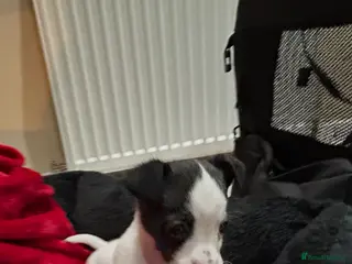 Jack Russell dogs Jack Russell puppies - Advert 5