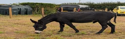 Other Breed horses for sale: Donkey gelding in Bridlington - Advert 2