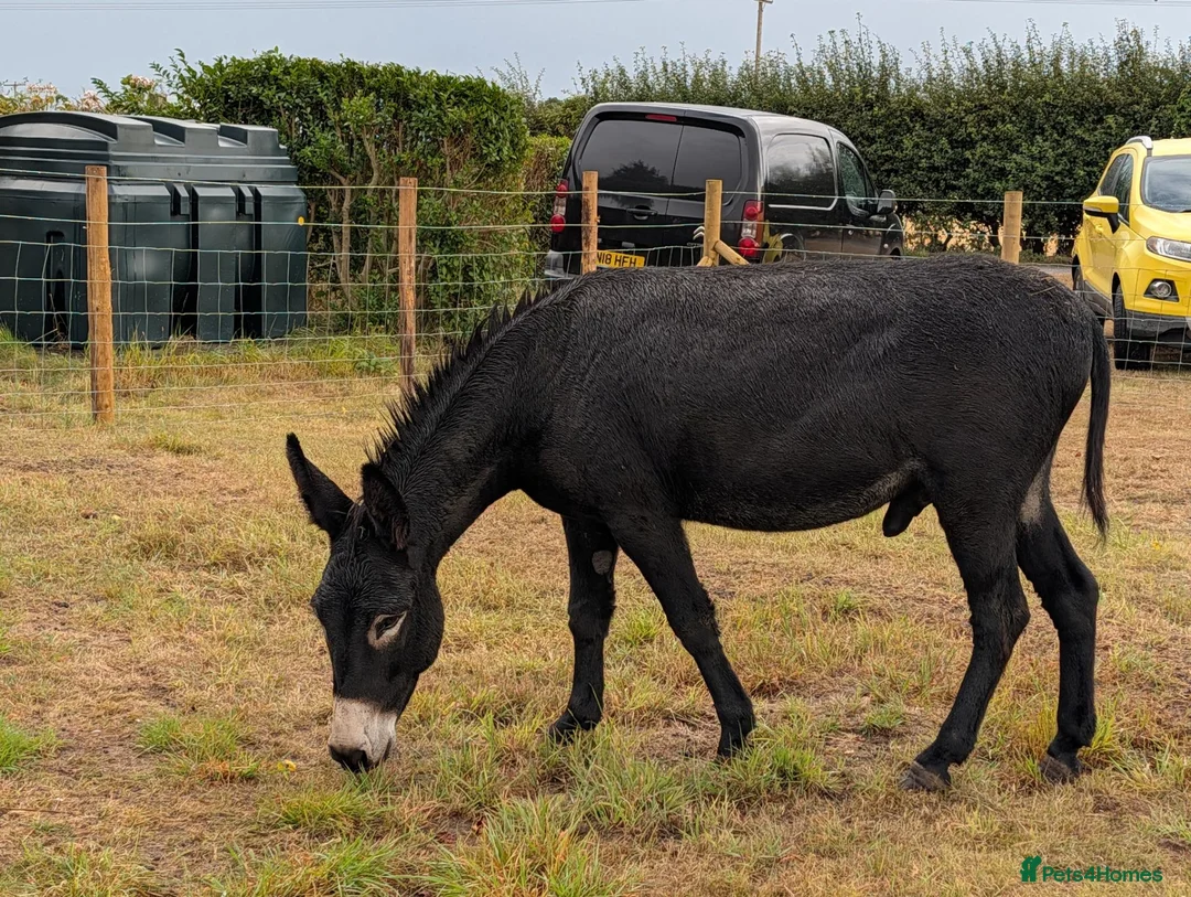 Other Breed horses for sale: Donkey gelding in Bridlington - Advert 2