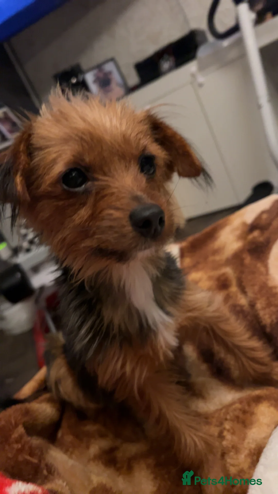 Yorkshire Terrier dogs for sale: 3 beautiful Yorkshire miniature terrier pups in Manchester - Advert 1