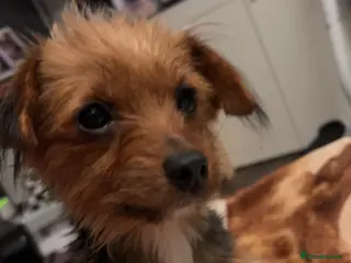 Yorkshire Terrier dogs 3 beautiful Yorkshire miniature terrier pups in Manchester - Advert 4