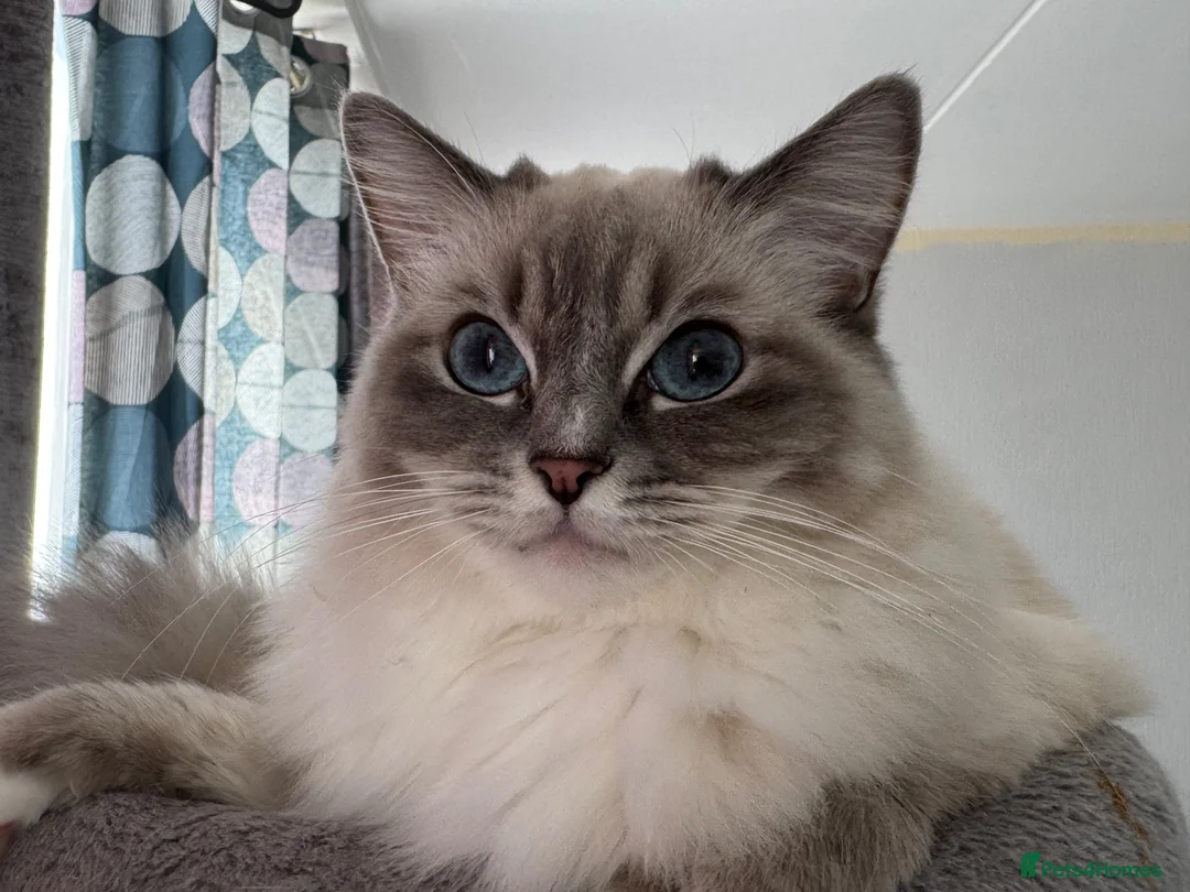 Ragdoll cats for sale: Adorable ragdoll for sale in London - Advert 2