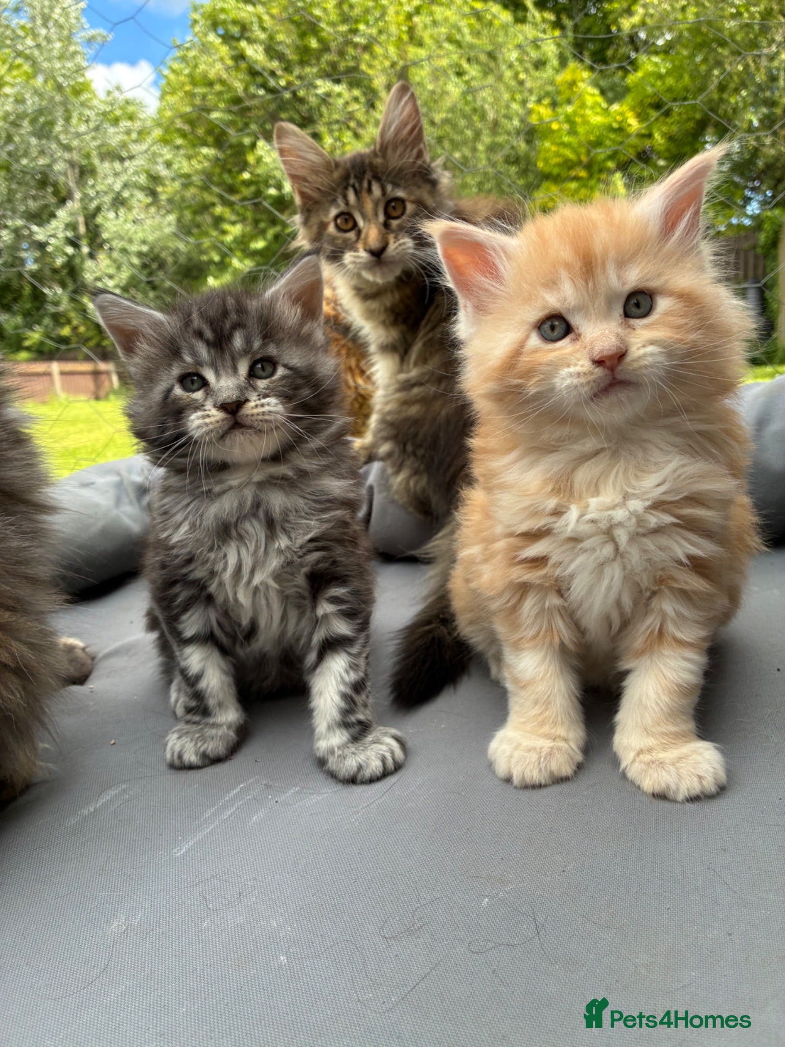 Maine Coon cats Maine coon  - Advert 9