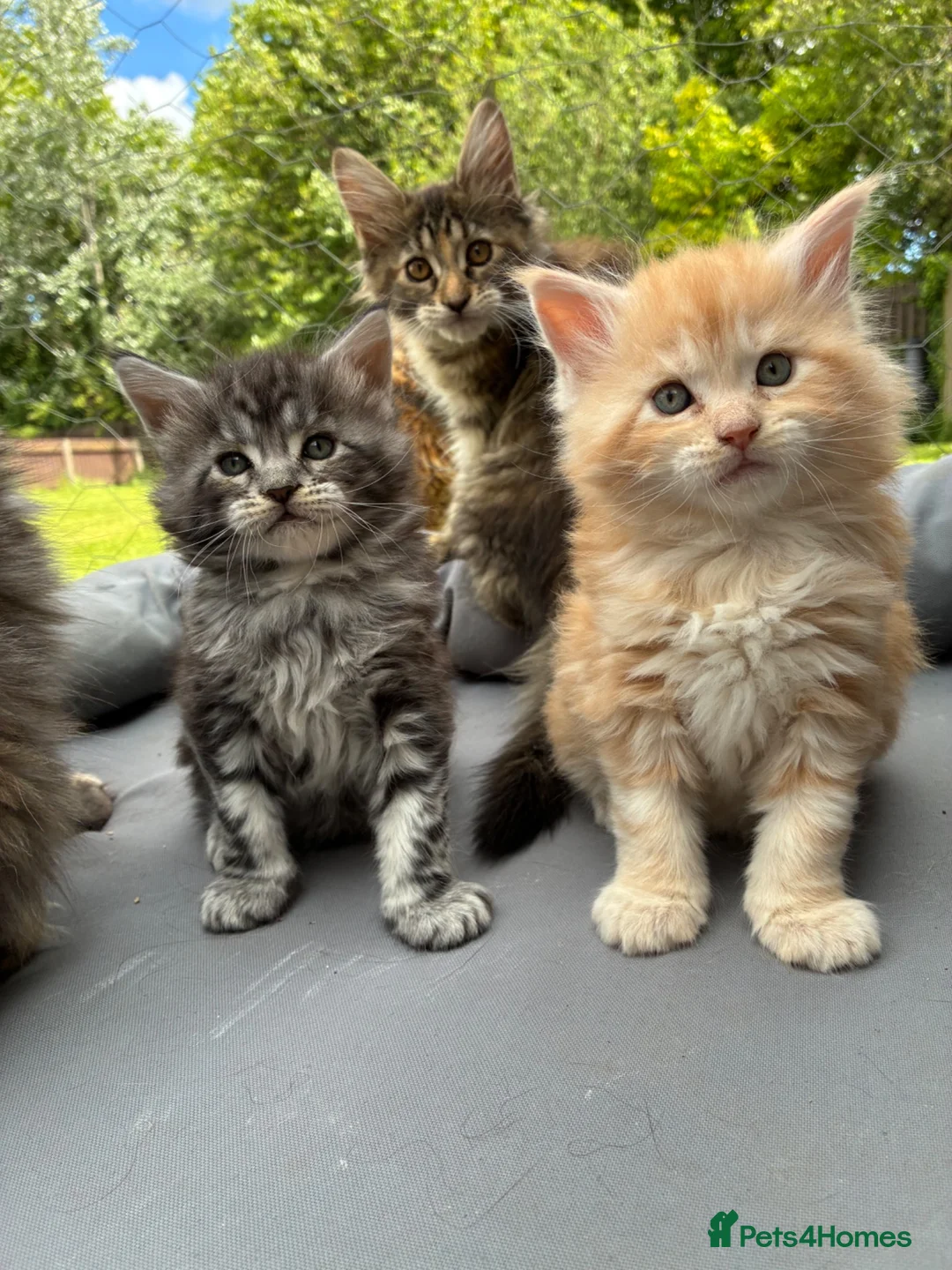 Maine Coon cats for sale: Maine coon  - Advert 1