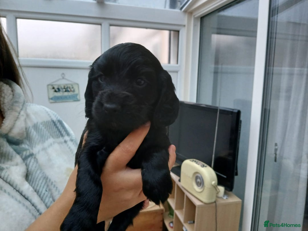 Cocker Spaniel dogs for sale: Exceptional Litter of Working Cocker Spaniel Pups - Image 1