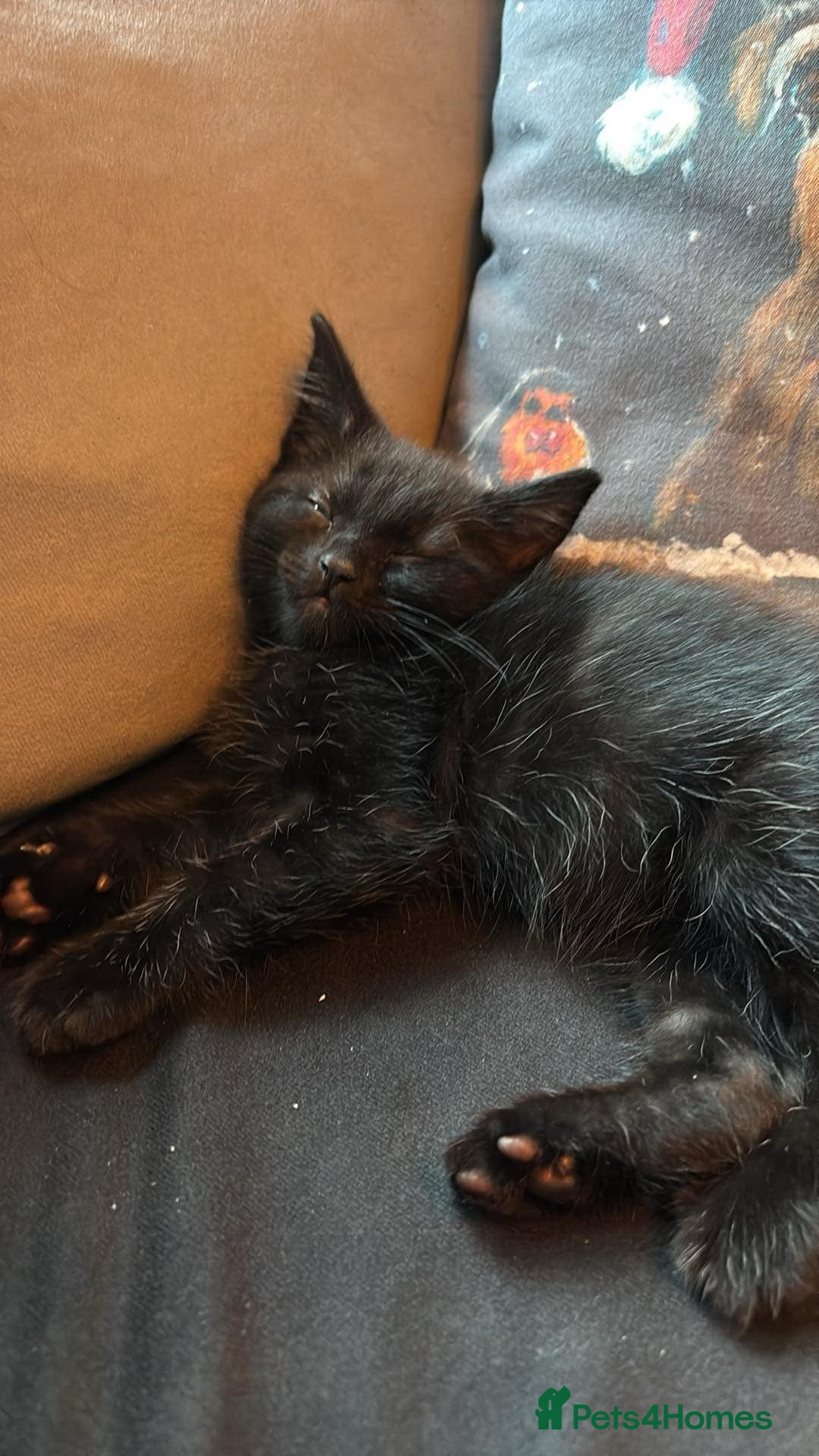 Balinese cats for sale: Cat for sale - Advert 10