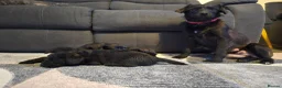 Mixed Breed dogs for sale: Puppies looking for home ❤️  in Grantham - Advert 1