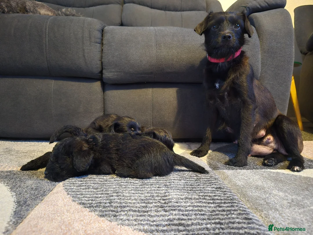 Mixed Breed dogs for sale: Puppies looking for home ❤️  in Grantham - Advert 1