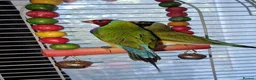 Finches birds for sale: Mixes - Advert 4