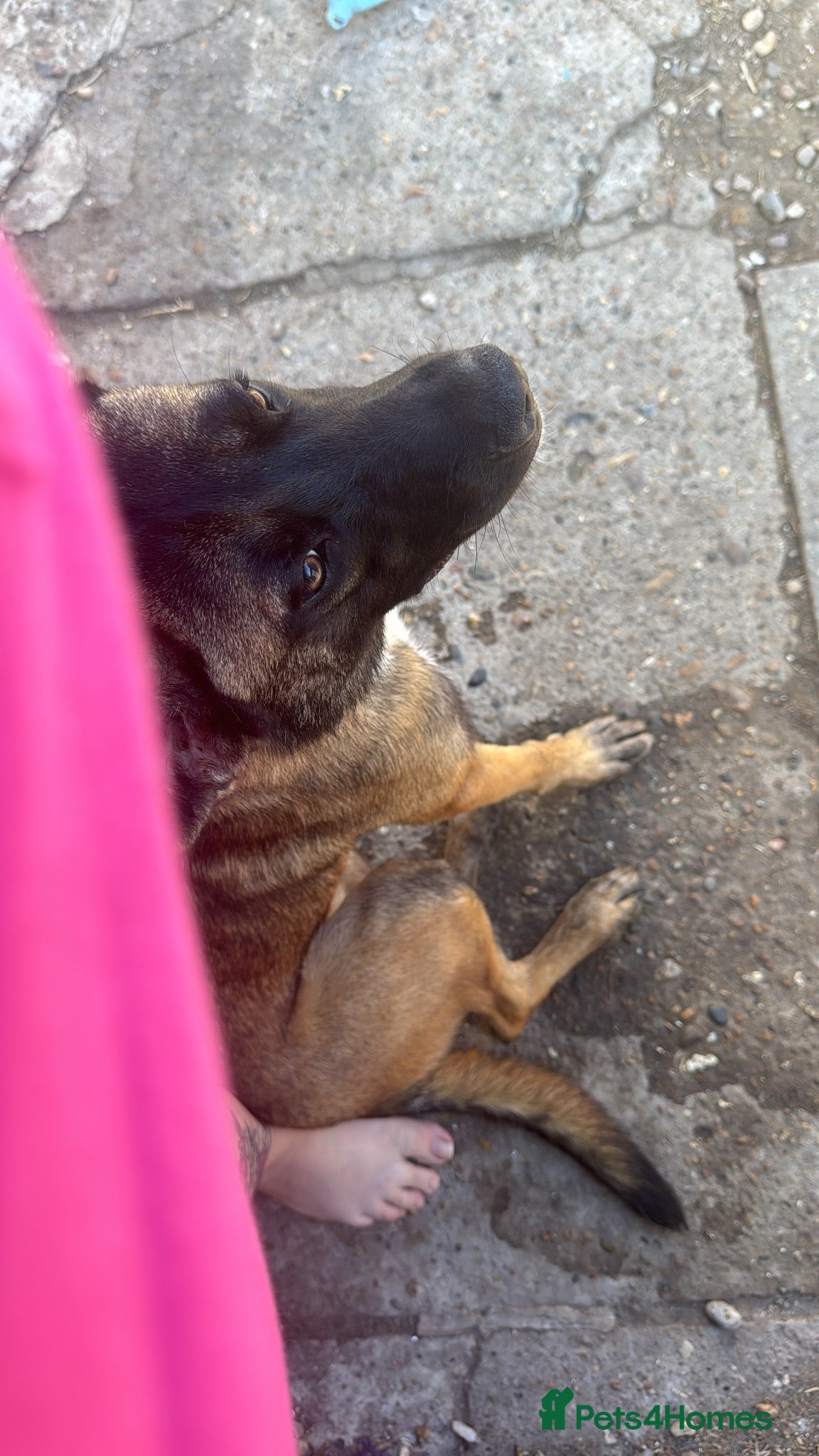 Belgian Shepherd Dog dogs Athena - Advert 1