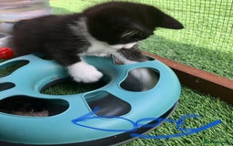 Mixed Breed cats for sale: 5 kitten’s available today  - Image 7