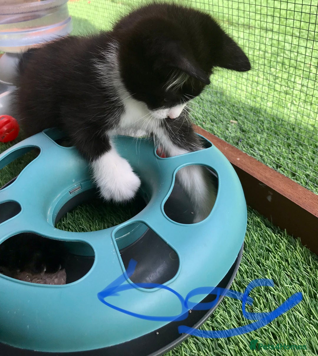Mixed Breed cats for sale: 5 kitten’s available today  - Image 7