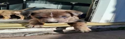 Mixed Breed dogs for sale: Corso x German Shepherd puppies in Glasgow - Advert 4
