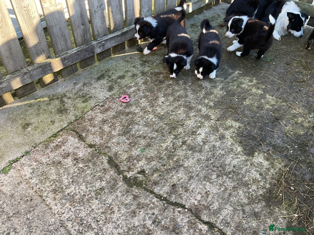 Border Collie dogs for sale: Border Collie puppies  - Image 12
